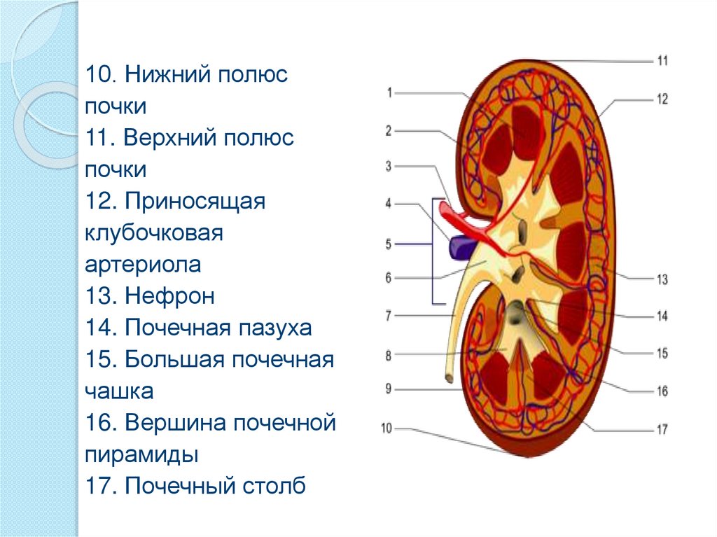 Чашечки почки