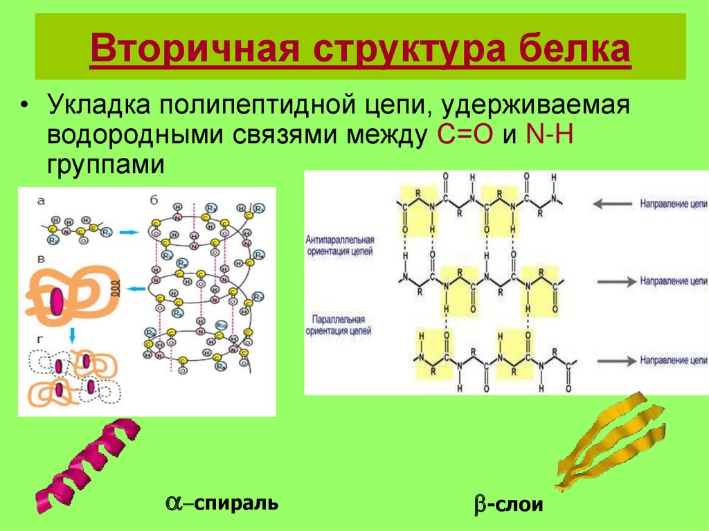 Связи в белках. Формула молекулы вторичной структуры белка. Вторичная структура белков формула. Строение вторичной структуры белка. Вторичная структура белка двойная спираль.