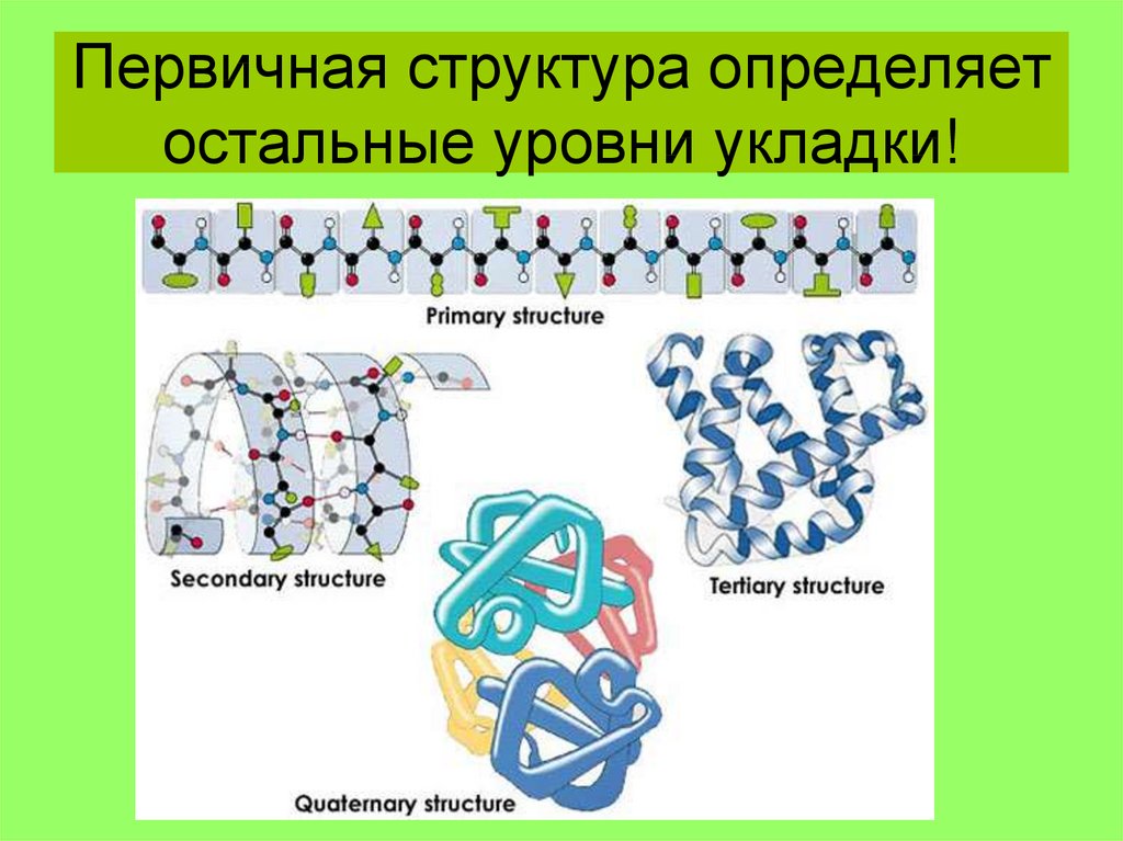 Первичная структура