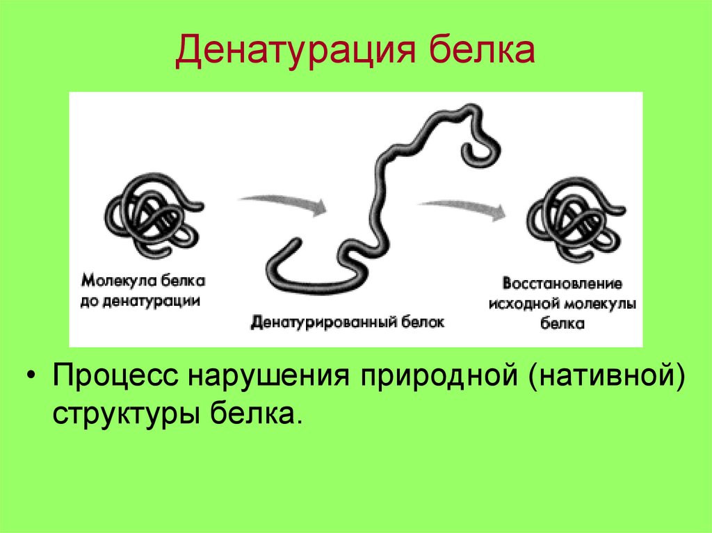 На рисунке изображена структура белка. Денатурация белка. Процесс денатурации белков. Денатурация белка схема. Механизм денатурации белка.