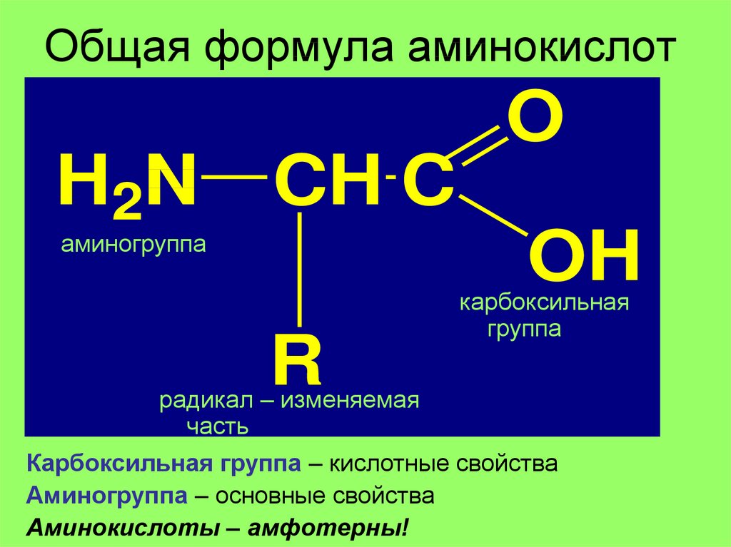 Вещества состоят из аминокислот