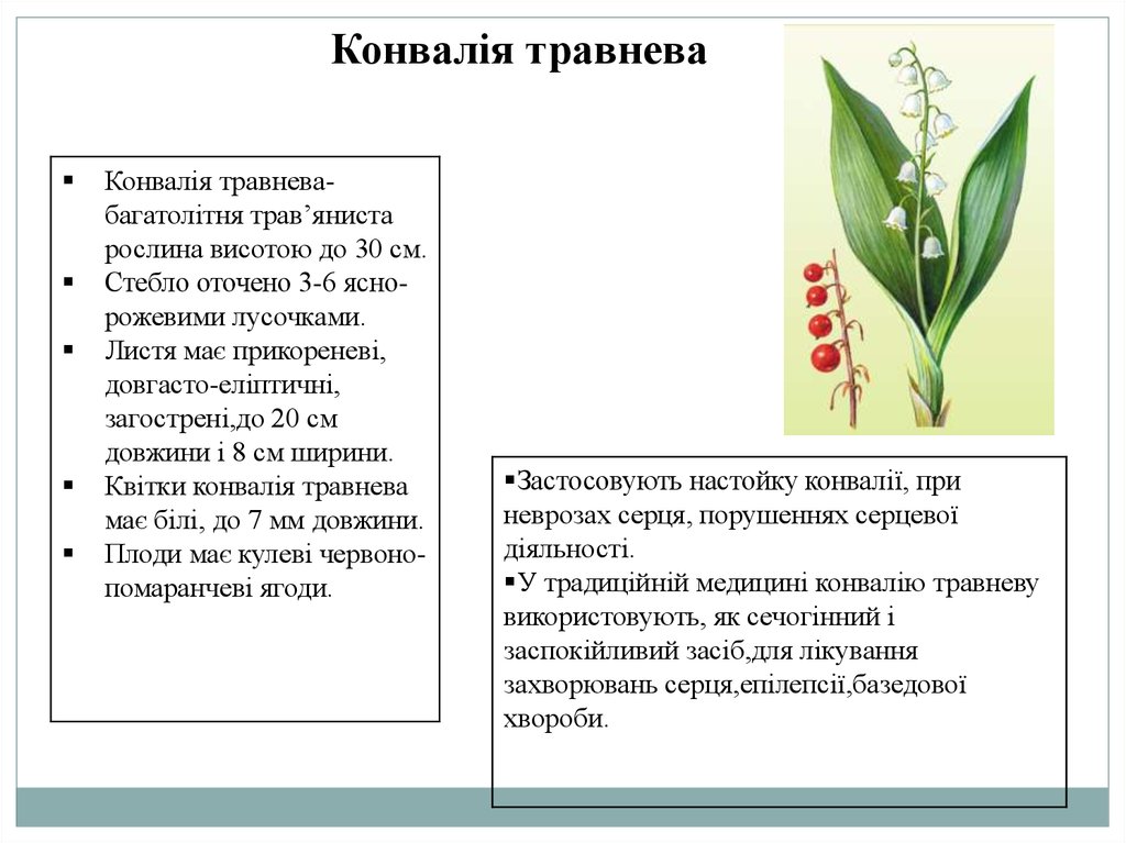 Реферат: Лікарські рослини золототисячник конвалія звичайна шишпина