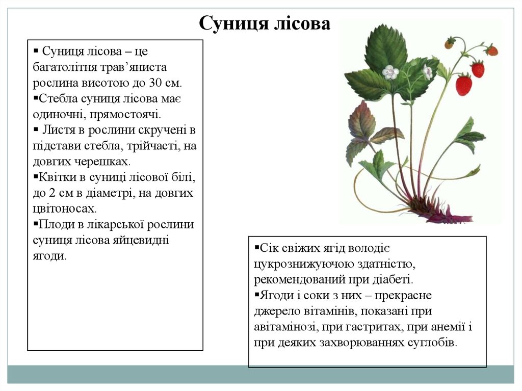 Реферат: Лікарські рослини золототисячник конвалія звичайна шишпина