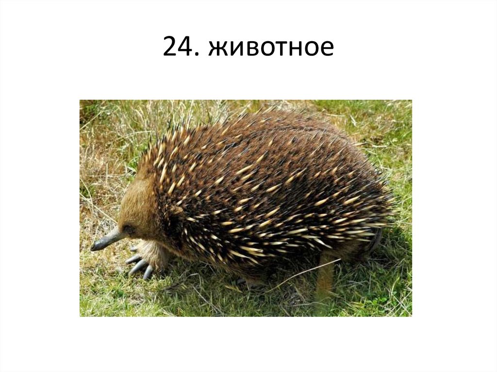 24 животны