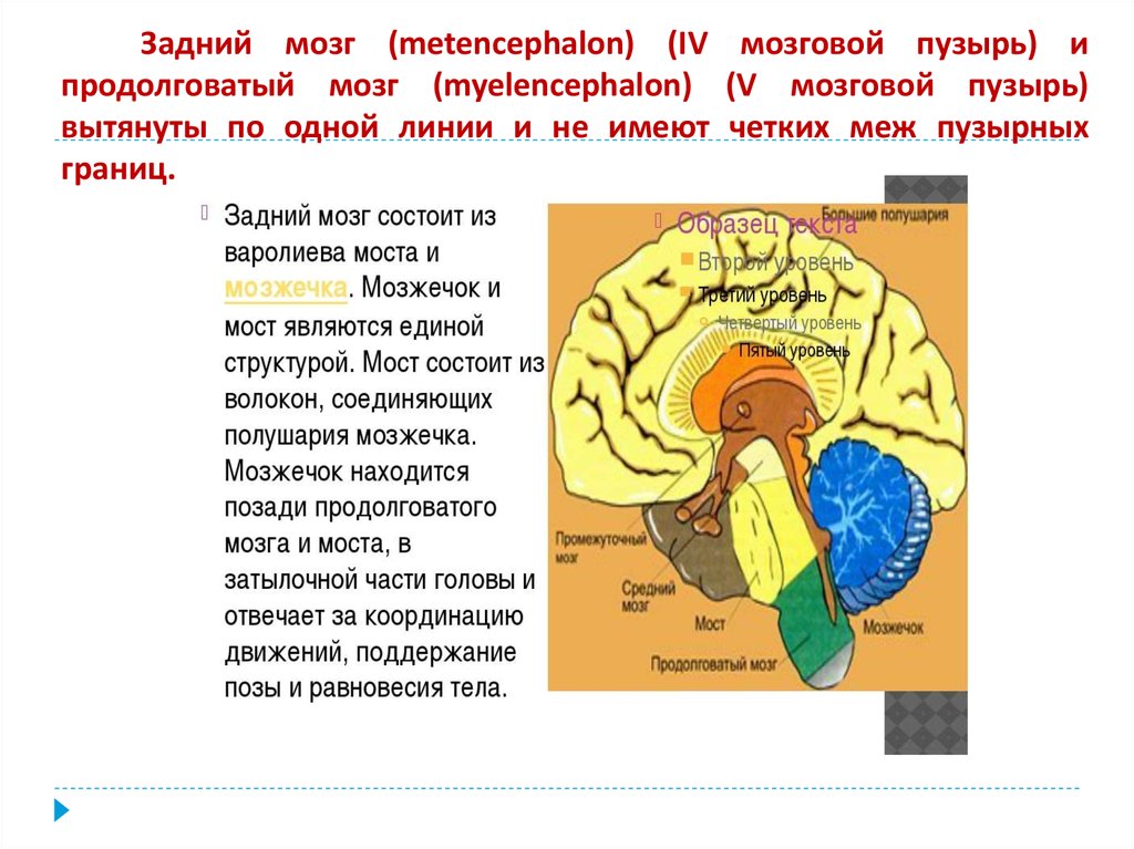 Задний головной мозг включает. Производные заднего мозгового пузыря. Головной мозг мозговые пузыри. Задний мозг. Задний мозг развивается из мозгового пузыря.
