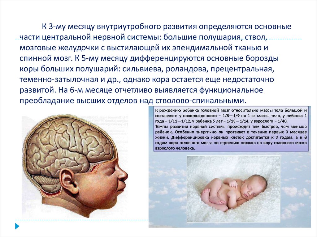 Центральная нервная система новорожденного