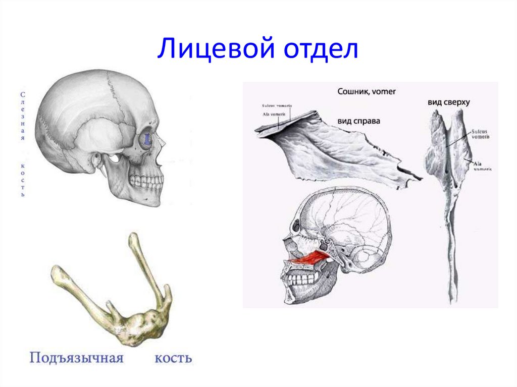 Сошник кость. Vomer сошник. Сошник кость черепа анатомия. Кости лицевого отдела сошник. Сошник лицевой отдел.