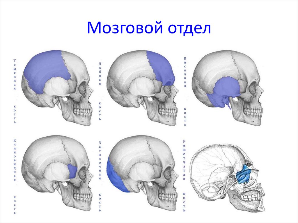 Лицевой и мозговой отдел. Мозговой отдел. Части мозгового отдела. Ширина мозгового отдела. Мозговой отдел рисунок.