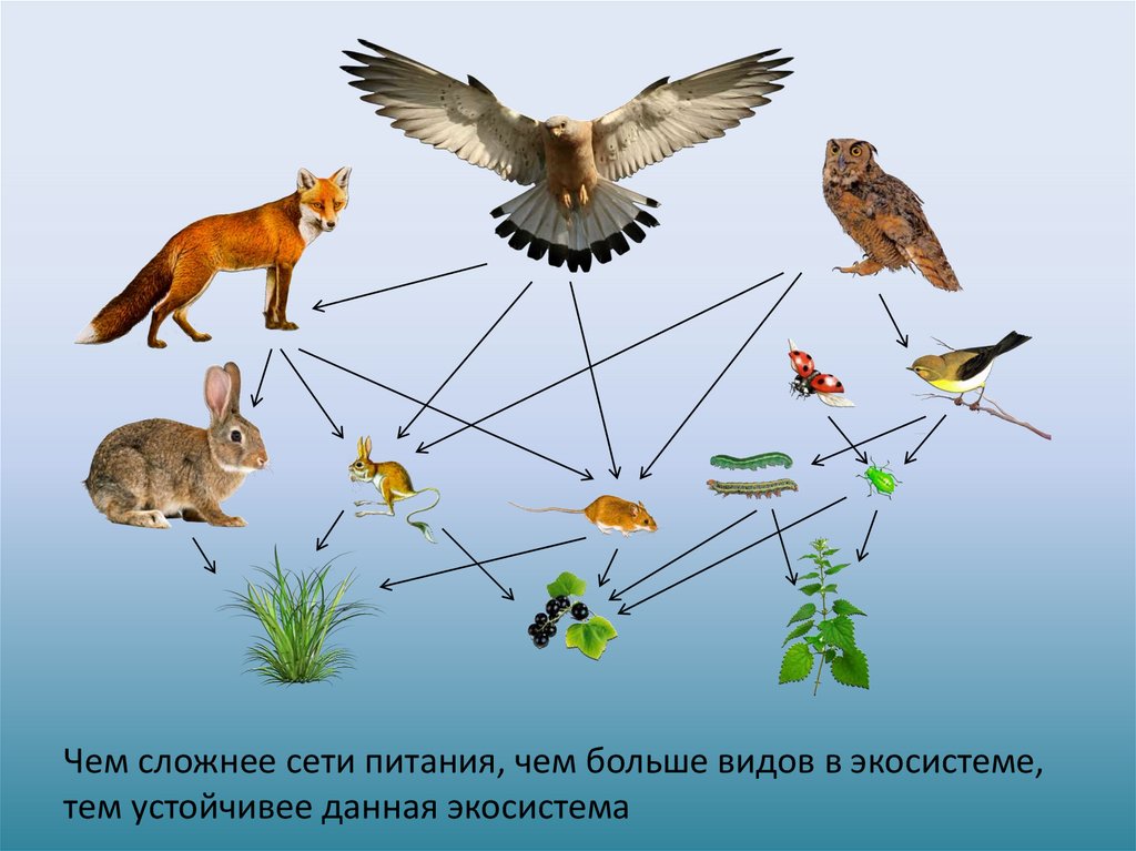 Цепь питания желуди. Пищевая сеть Лесной экосистемы. Сети питания животных схема. Цепи и сети питания. Трофические связи сети питания.