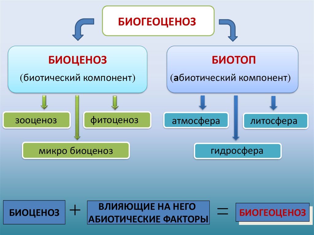 Важнейшая составная часть живого организма. Биоценоз и биогеоценоз. Структура экосистемы. Биогеоценоз биотоп. Биотоп и биоценоз.