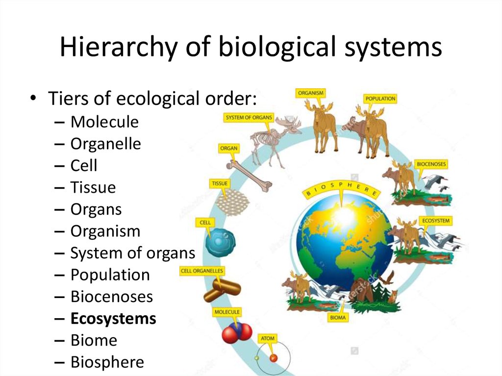 community-ecology-definition-examples-expii