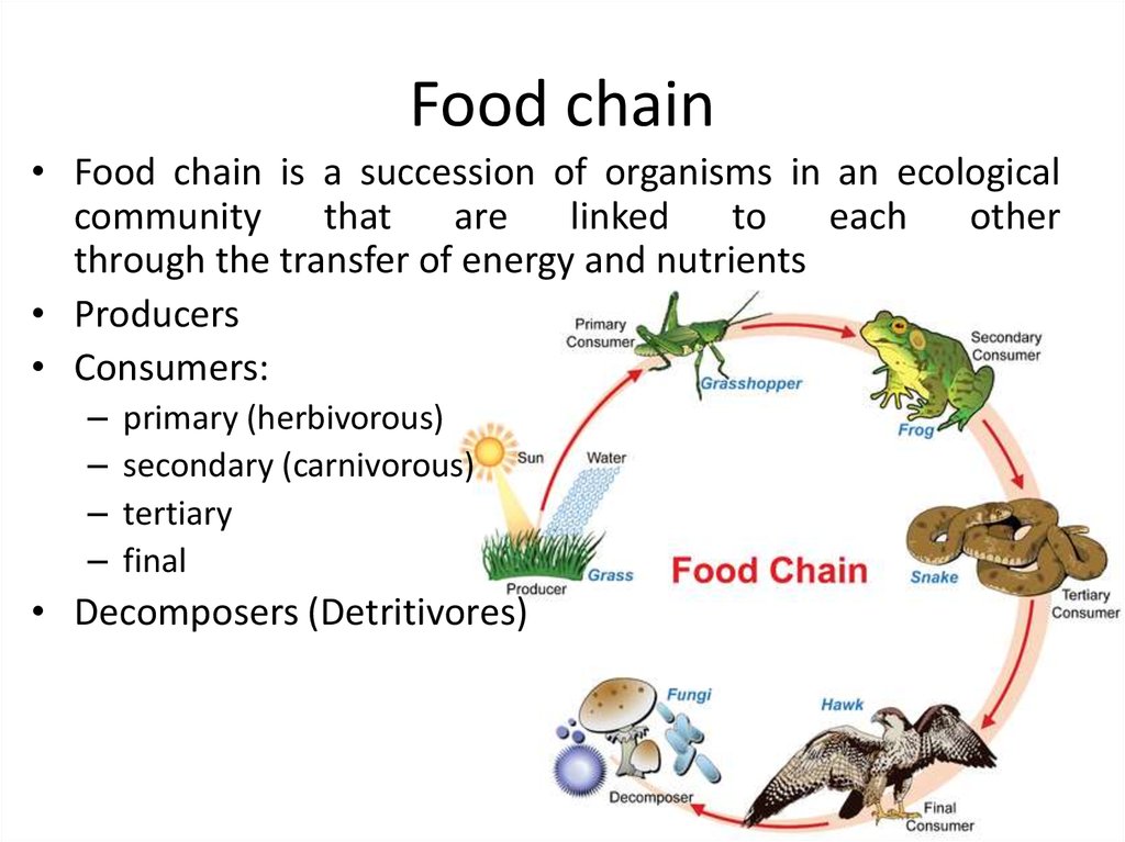 Way of comparing. Food Chain. Carnivorous herbivorous. Ecological Factors. Food Chain England.