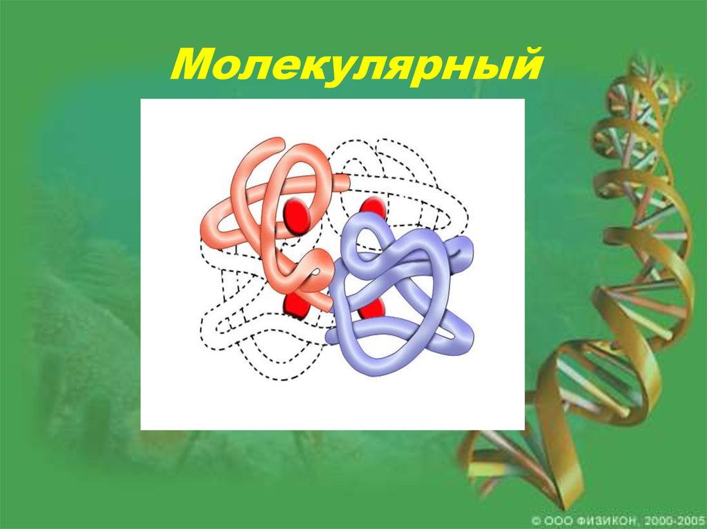 Столбик это в биологии. Молекулярная биология это наука о. Картинка физикон. Физикон и Химила картинки. Физикон и Химила.