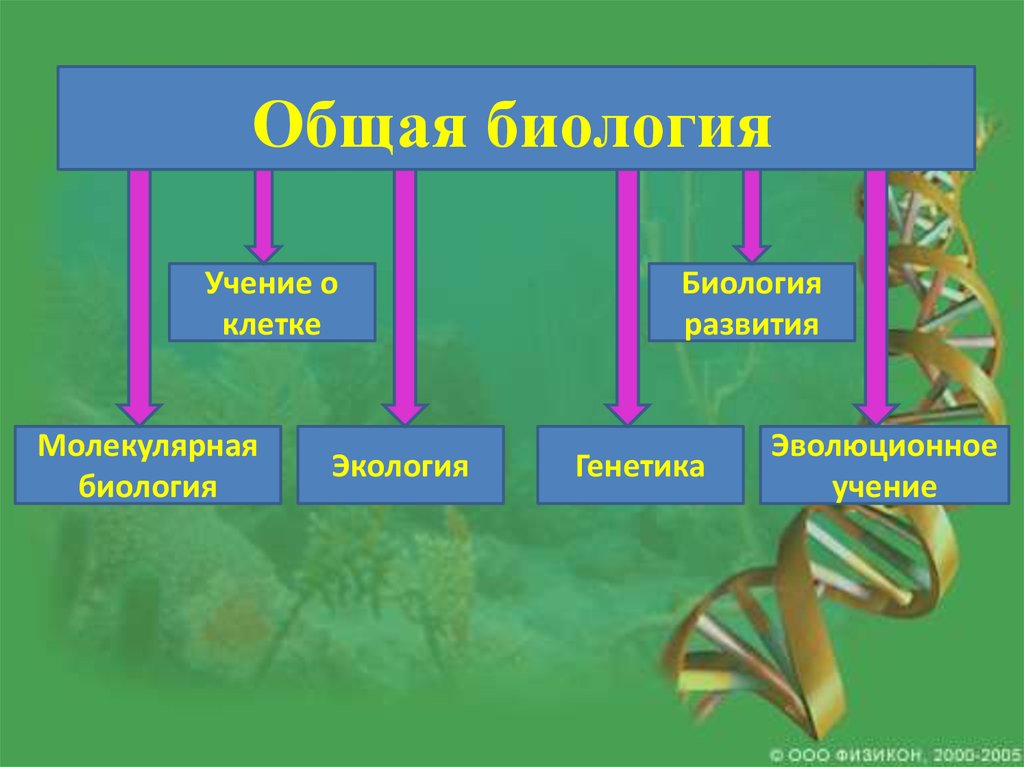 Лестница жизни презентация по биологии 9 класс