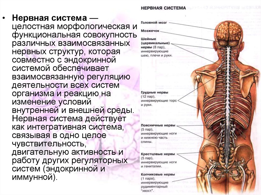 Органы входящие в центральную нервную систему. Система органов человека нервная система. Строение нервной системы человека. Сообщение о нервной системе. Структура нервной системы человека.