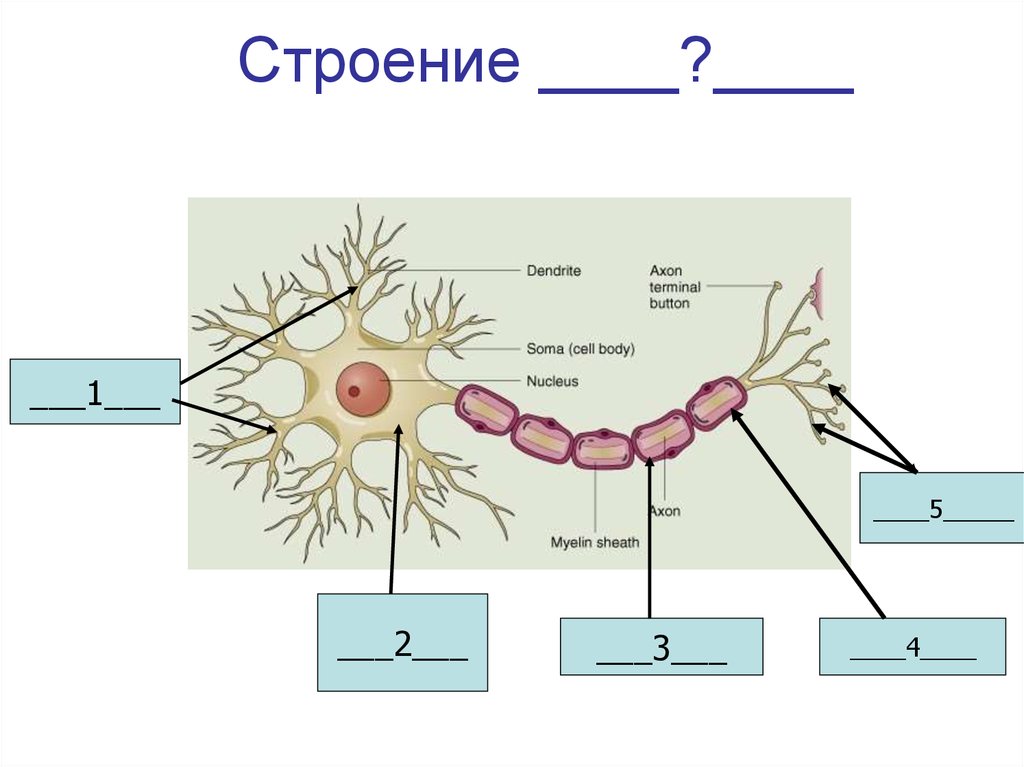 Строение нервного узла. Нервная ткань инфографика. Из чего состоит нервная ткань. Нервная система жука.