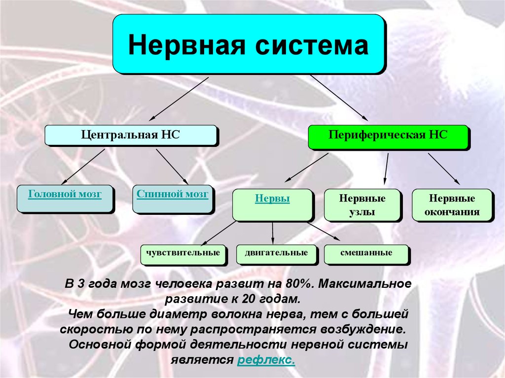 Строение нс схема