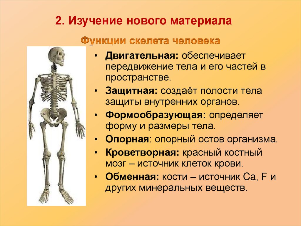 Функции костей конечностей