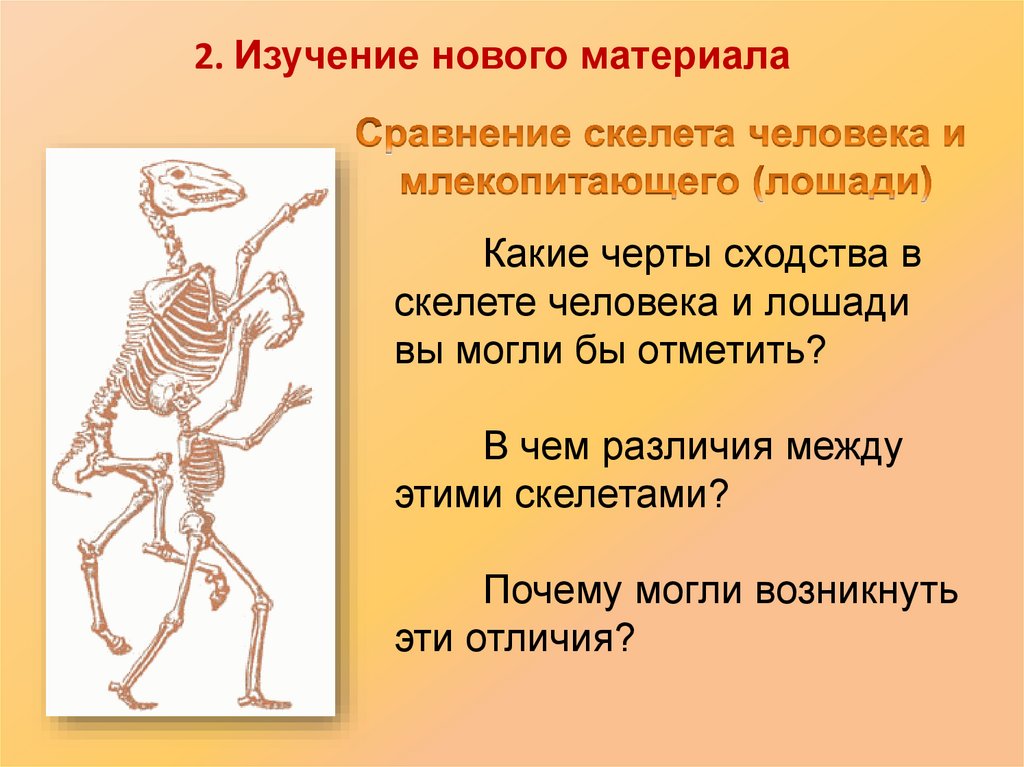 Для скелета не характерна. Скелет. Скелет человека. Сравнение скелета человека и млекопитающего. Сходство скелета человека и млекопитающих.