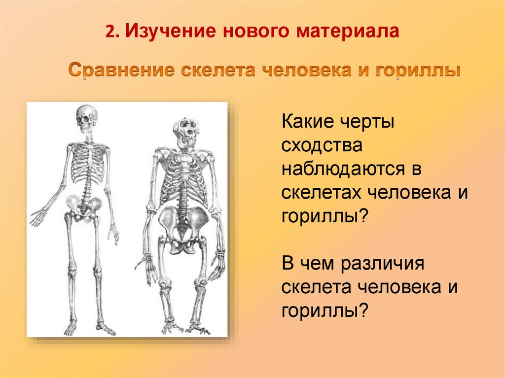 Перечислите особенности скелета