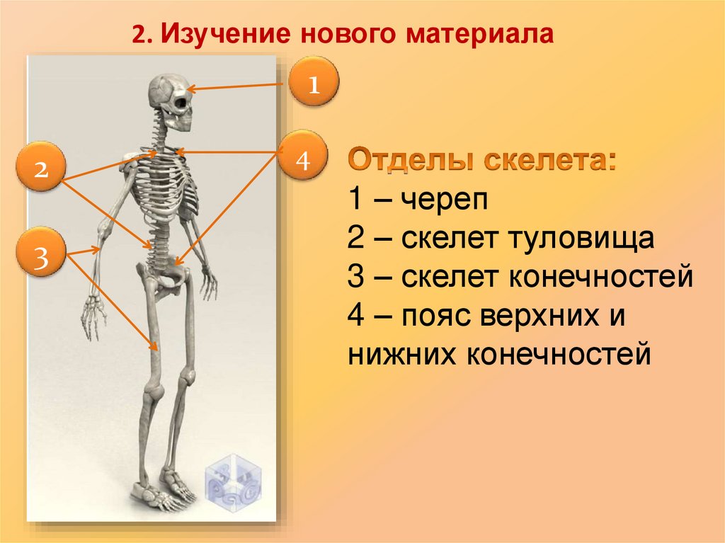 Какой скелет у костных. Скелет человека осевой скелет. Скелет человека, его отделы: осевой скелет. Основные отделы и строения скелета человека. Осевой скелет, его отделы. 2.