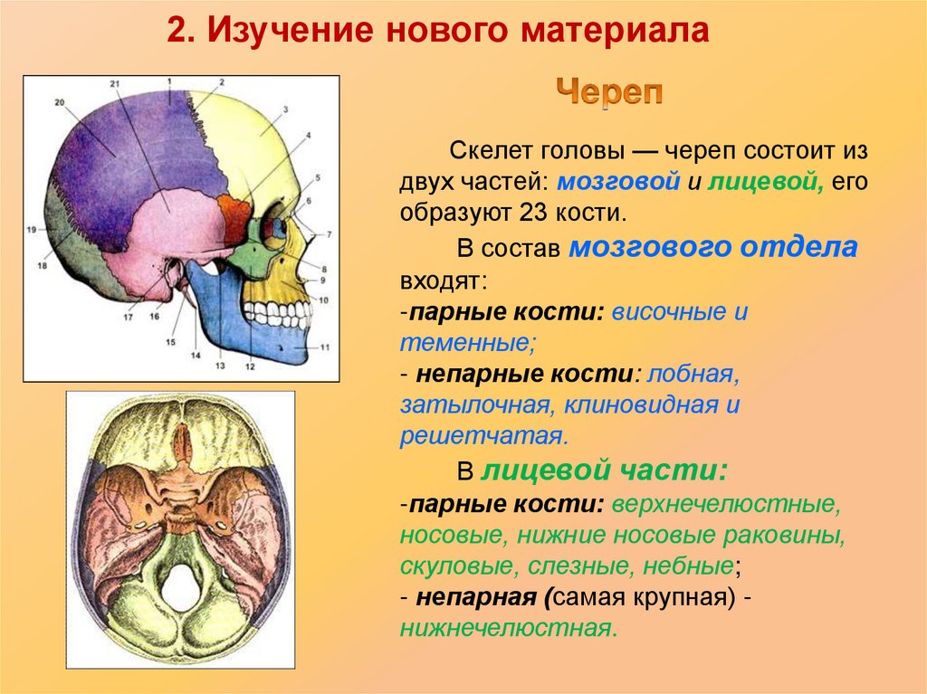 Состав кости черепа. Скелет головы мозговой отдел парные кости. Скелет головы мозговой отдел черепа. Строение черепа мозговой и лицевой отделы. Кости мозгового отдела черепа 8 класс.