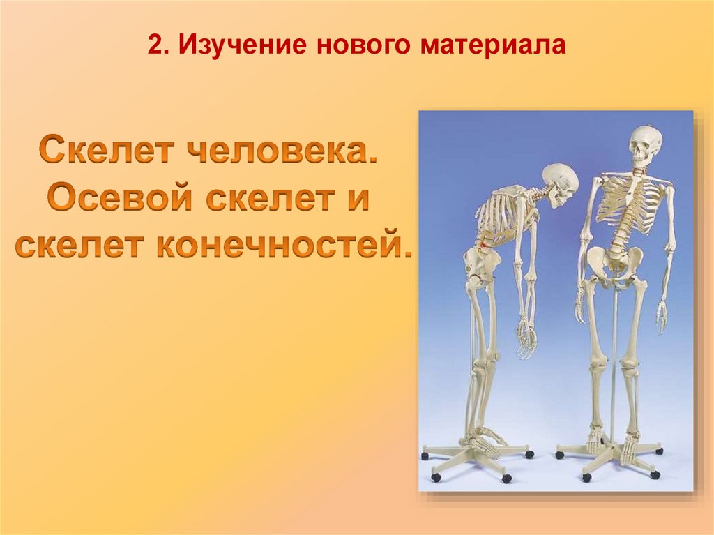 Для скелета не характерна. Скелет человека. Изучение скелета человека. Осевой скелет. Презентация на тему скелет.