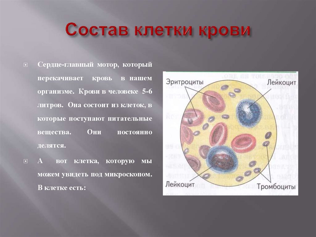 Из чего состоит клетка. Состав крови клетки крови. Состав кровяной клетки.