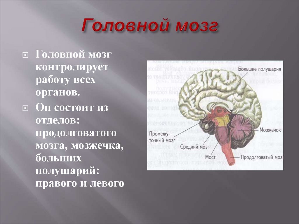 Самый маленький отдел головного мозга. Головной мозг состоит. Головной мозг продолговатый мозг. Продолговатый мозг контролирует:.