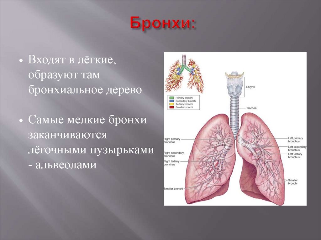 Легкие образованы. Мелкие бронхи. Бронхи входят в легкие и там. Бронхи заканчиваются. Мелкие бронхи заканчиваются.