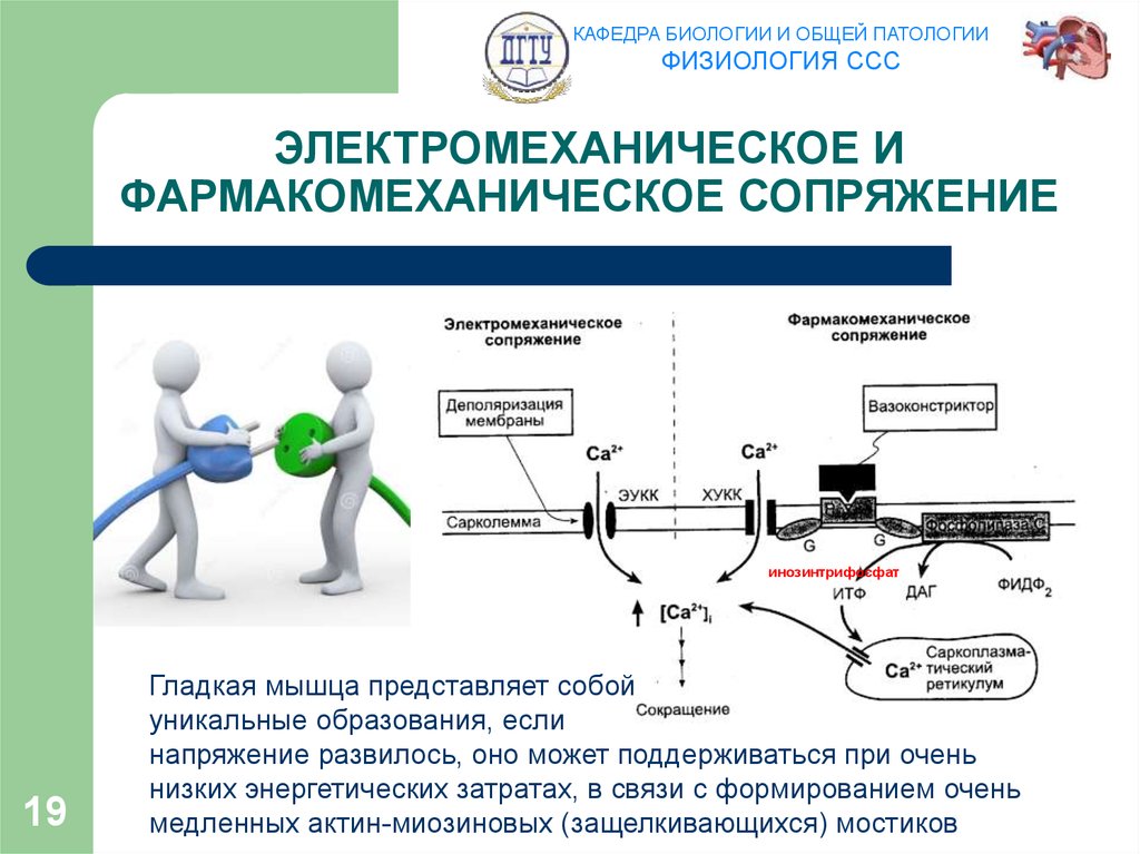 ЭЛЕКТРОМЕХАНИЧЕСКОЕ И ФАРМАКОМЕХАНИЧЕСКОЕ СОПРЯЖЕНИЕ