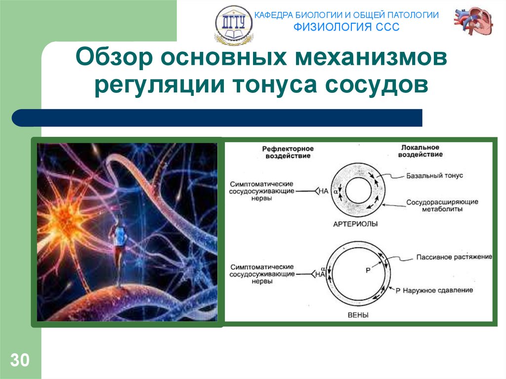 Обзор основных механизмов регуляции тонуса сосудов