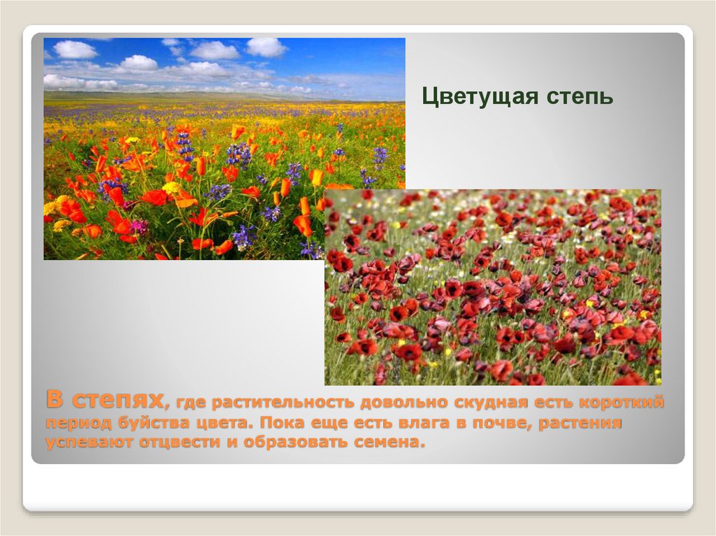 Какие растения характерны для степей россии. Влажность в степи. Почва и растительность степи. Как понять скудная растительность. Где Степная растительность в России.