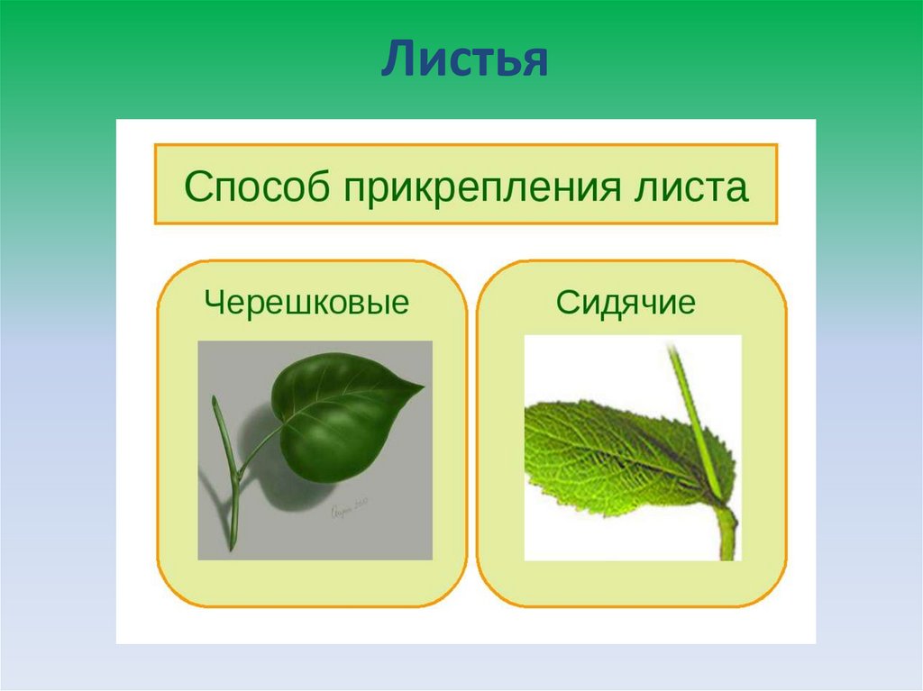 Сидящий лист. Черешковый и сидячий Тип листа. Тип листа подорожника черешковый. Сидячий черешок. Тип листа липы черешковый.