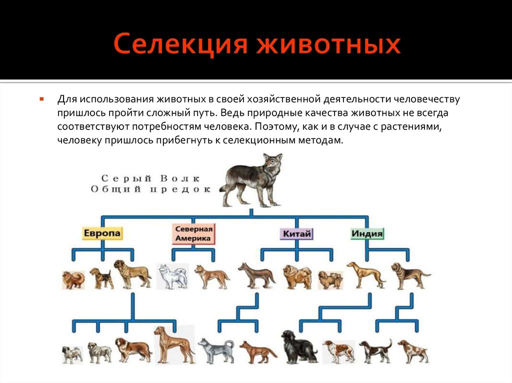 Происхождение породы животного. Селекция животных. Процесс селекции у животных. Селекция собак. Селекция животных схема.