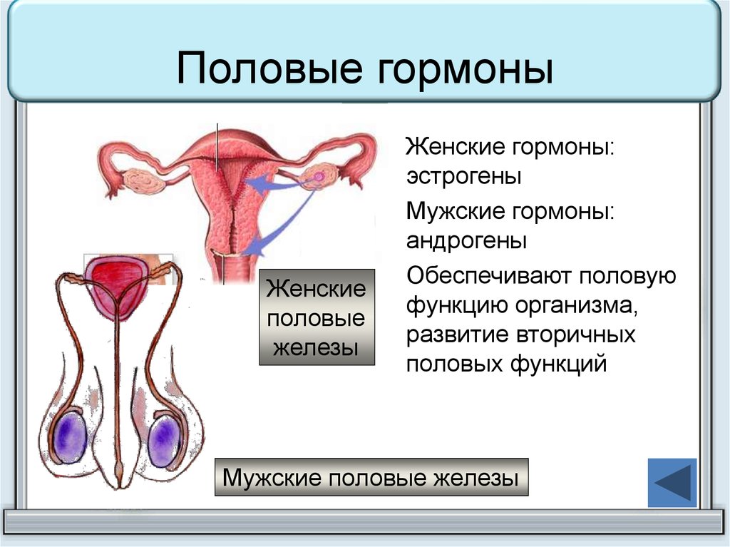 Презентация на тему мужские половые гормоны