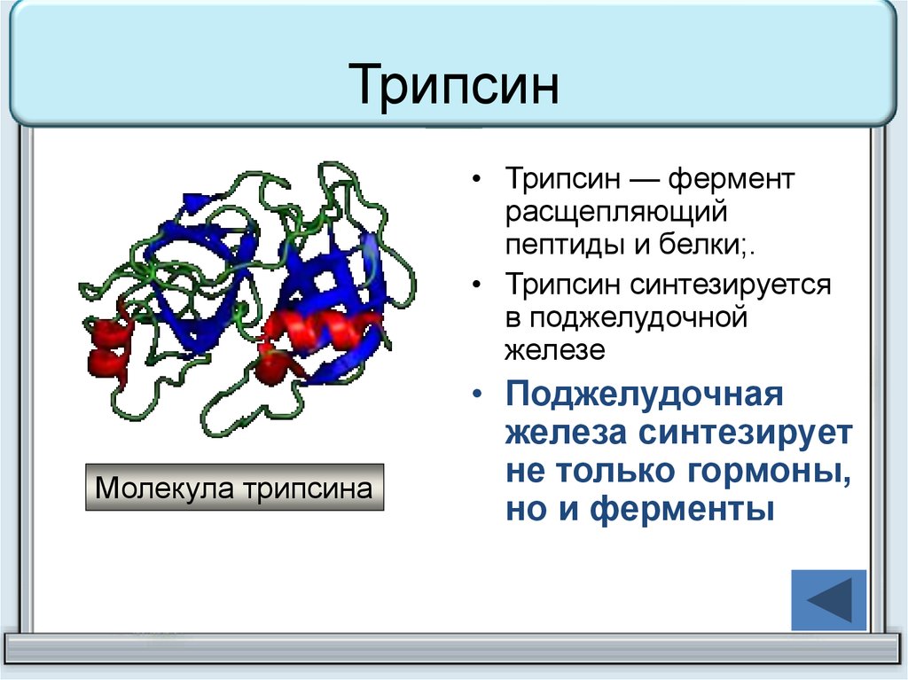 Какой фермент способен расщеплять пептиды. Трипсин функция в организме. Трипсин фермент. Трипсин функция в организме человека. Трипсин фермент поджелудочной железы.