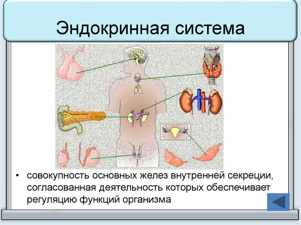 Презентация на тему железы внутренней секреции - 92 фото