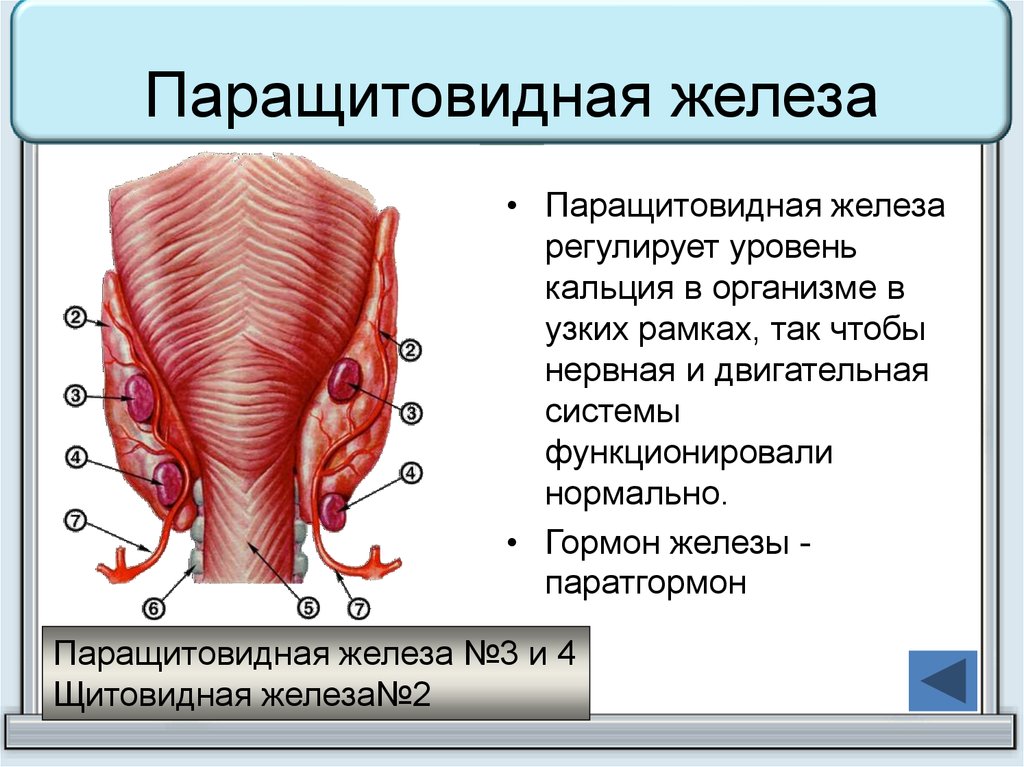 Презентация заболевания паращитовидных желез