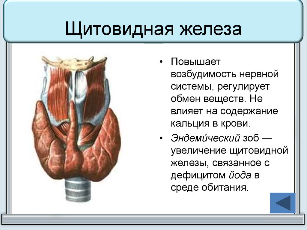 Щитовидная железа влияние. Щитовидная железа презентация. Что регулируется щитовидной железой. Функции щитовидной железы регулируются. Щитовидная железа воздействие на организм.