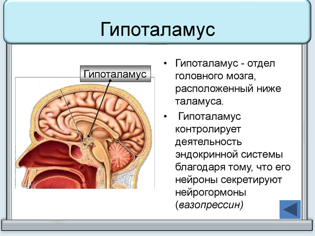 Таламус и гипоталамус какой отдел мозга. Гипофиз и таламус. Таламус гипоталамус эпифиз. Нейроэндокринная система головного мозга. Строение головного мозга гипоталамус.