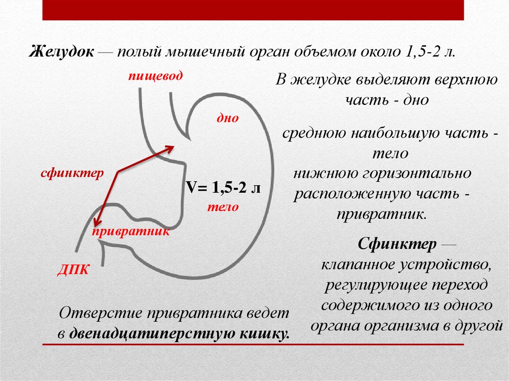 Желудок в норме. Сфинктер прекратник желудка. Сфинктер привратника желудка.