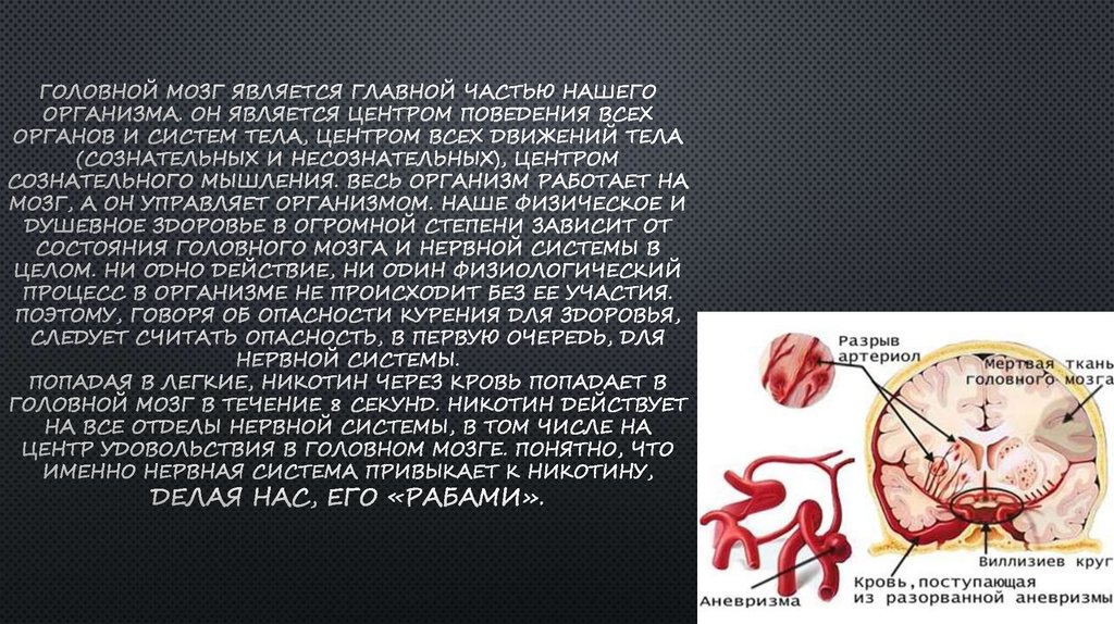 Головной мозг является главной частью нашего организма. Он является центром поведения всех органов и систем тела, центром всех