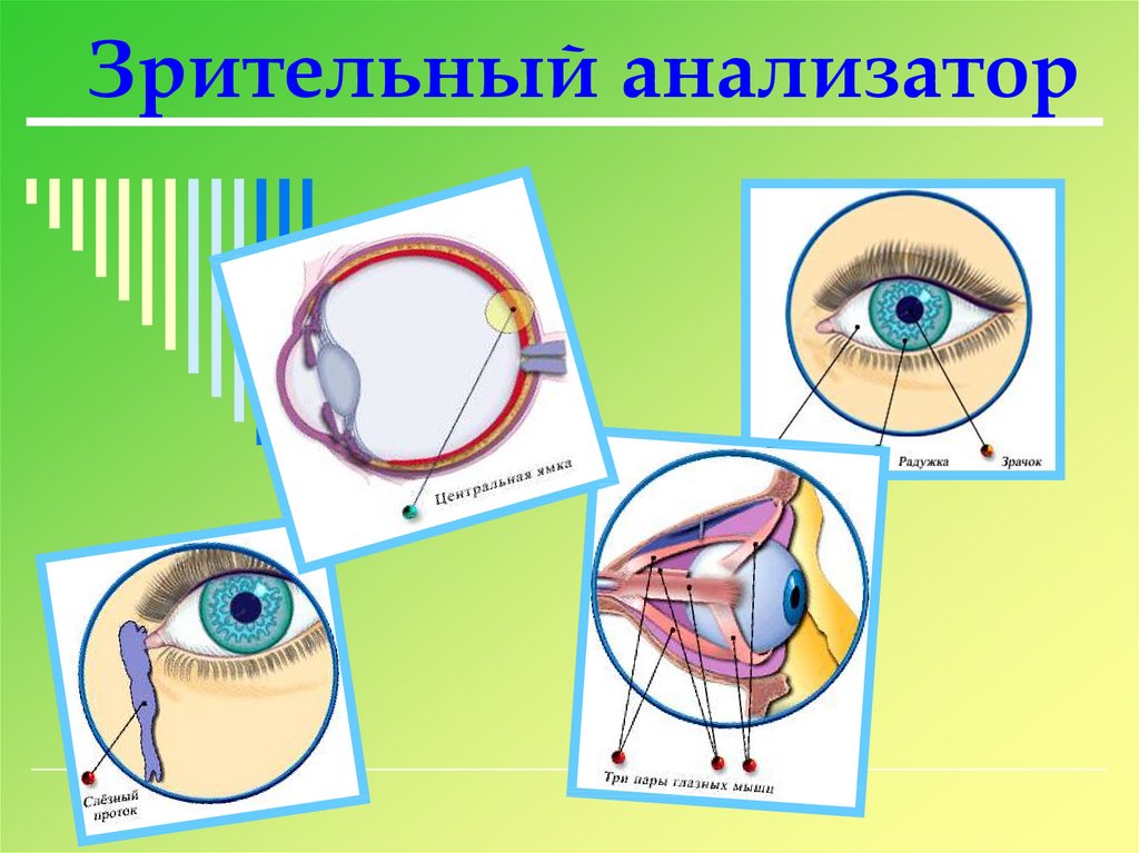 Зрительный анализатор включает в себя. Схема анализатора зрения. Зрительный анализатор человека. Орган зрения и зрительный анализатор. Анализаторы зрительный анализатор.