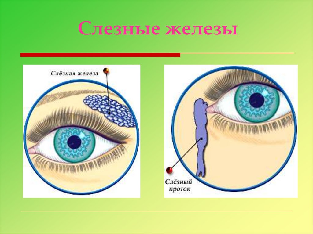 Секрет слезных желез. Слезные железы органа зрения. Строение глаза слезная железа.