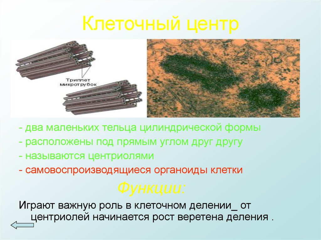 Деление центриолей. Органоид клеточный центр строение и функции. Клеточный центр фото. Центриоли эукариотической клетки. Клеточный центр разновидности.