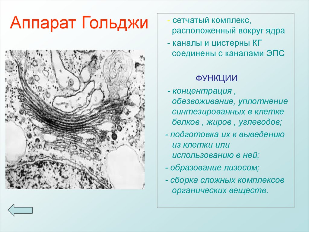 Ядро комплекс гольджи. Функции аппарата Гольджи и эндоплазматической сети. Сетчатый аппарат Гольджи функции. Внутриклеточный сетчатый аппарат (комплекс Гольджи. ЭПС Гольджи строение и функции.