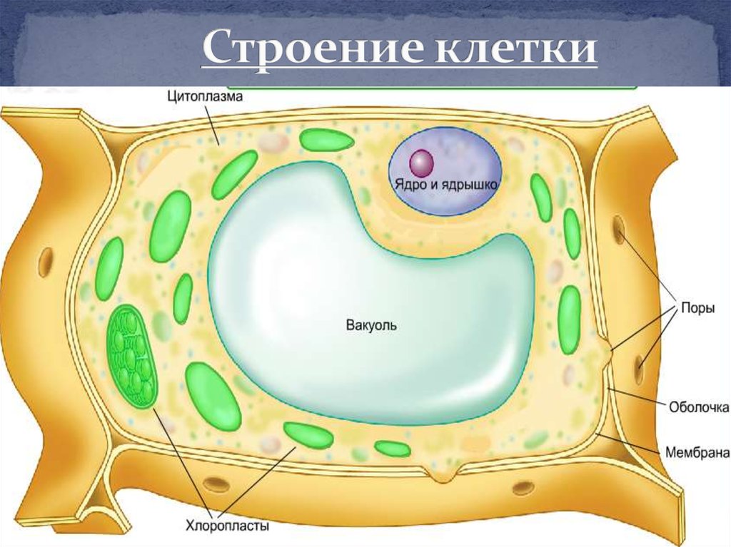 Сделать рисунок строения растительной клетки. Строение клетки мембрана цитоплазма. Мембрана цитоплазма ядро. Строение клетки ядро цитоплазма мембрана. Строение клетки вакуоль ядро.