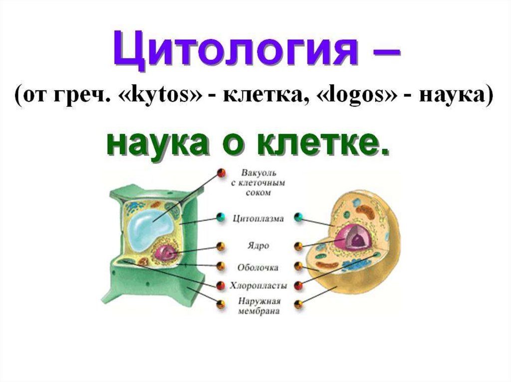 Строение клетки презентация 9 класс