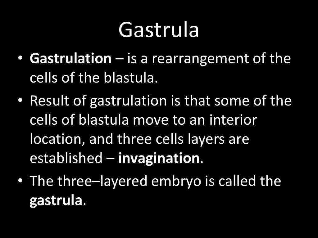Gastrula